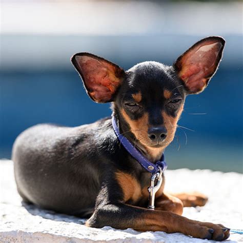 mini raton de praga